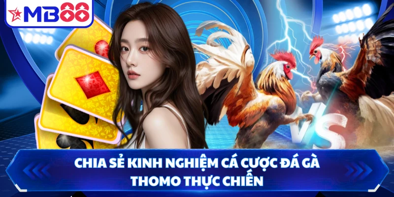 Chia sẻ kinh nghiệm cá cược đá gà Thomo thực chiến